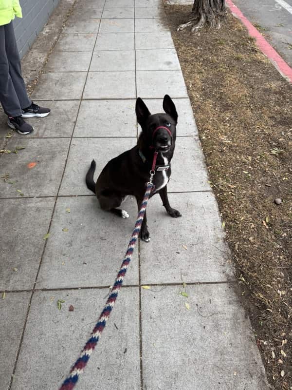 A picture of a black dog named Bowie sitting, taken on May 3 2025 at 6:59 am